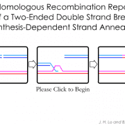 Synthesis-Dependent Strand Annealing (Homologous Recombination)