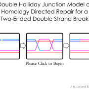 Double-Strand Break Repair via Double Holliday Junctions (Szostak Model)
