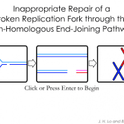 Inappropriate One-Ended Double-Strand Break Repair via Non-Homologous End Joining