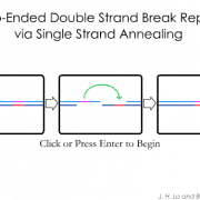 Double-Strand Break Repair via Single Strand Annealing