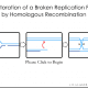 Fork Collapse Repair via Homologous Recombination